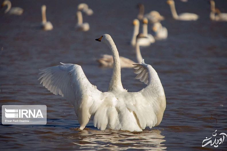 (تصاویر) قوهای فریادکش در تالاب سرخرود